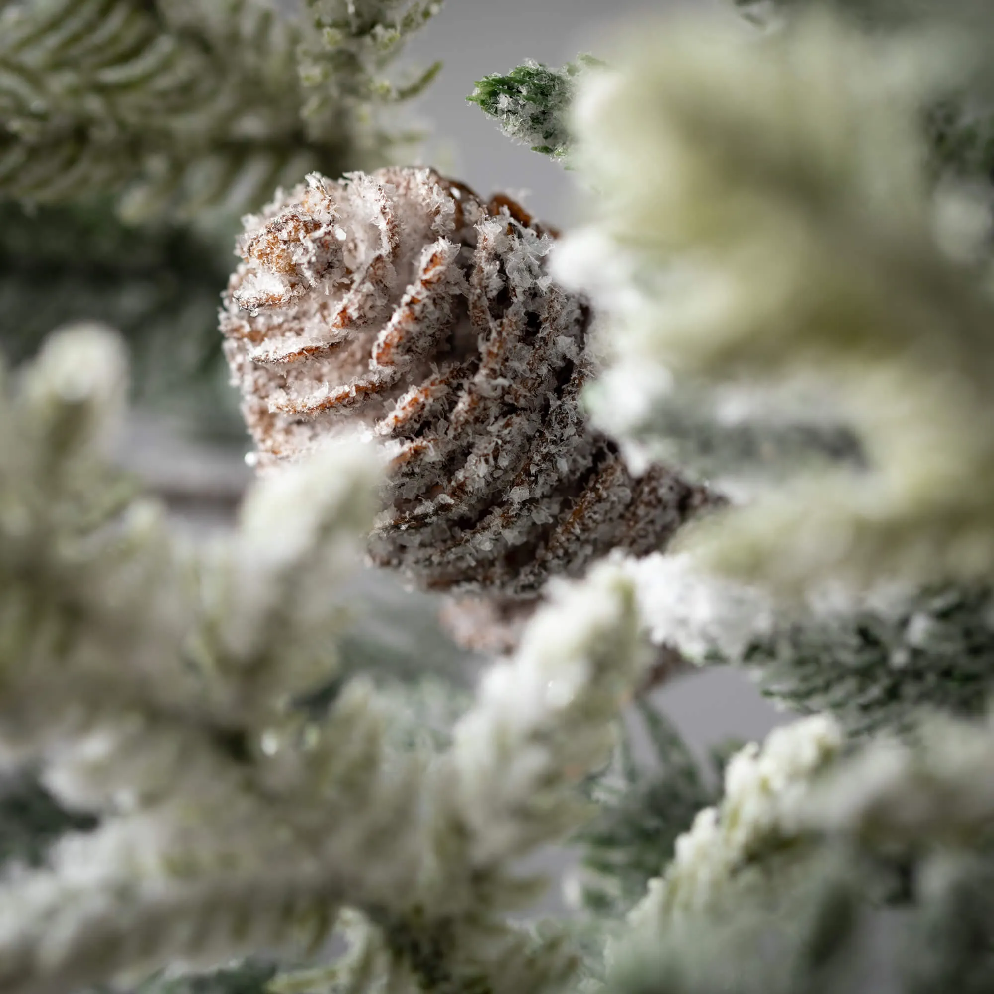 Frosted Pine  Pinecone Pick